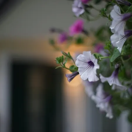 Nocleg ze śniadaniem Lilly 4*