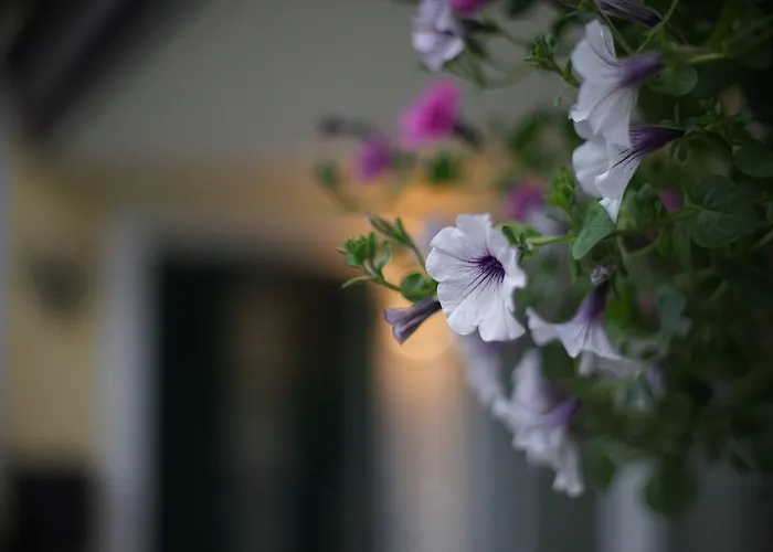 Bed and Breakfast Lilly 4*