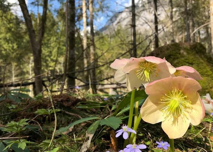 Bed & Breakfast Lilly